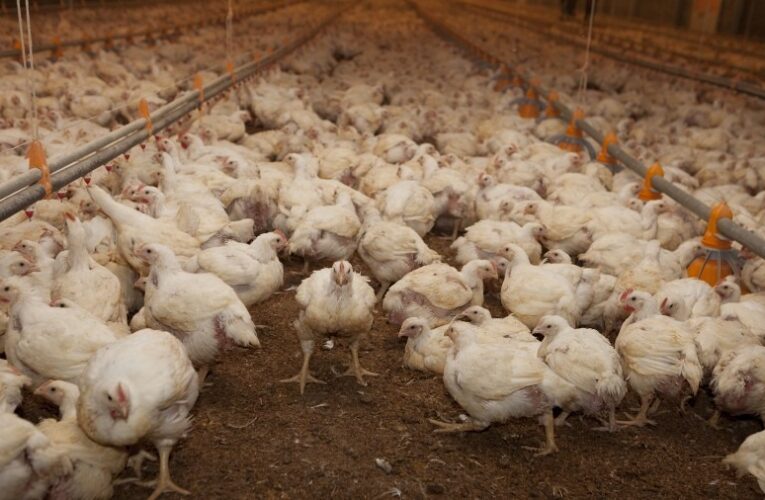 Cuál es la situación de los productores avícolas mendocinos