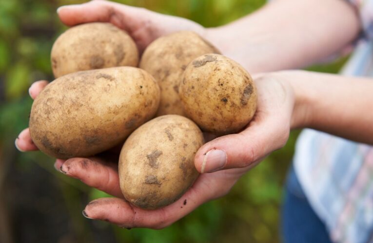 Qué desafíos enfrenta el cultivo de la papa en Mendoza