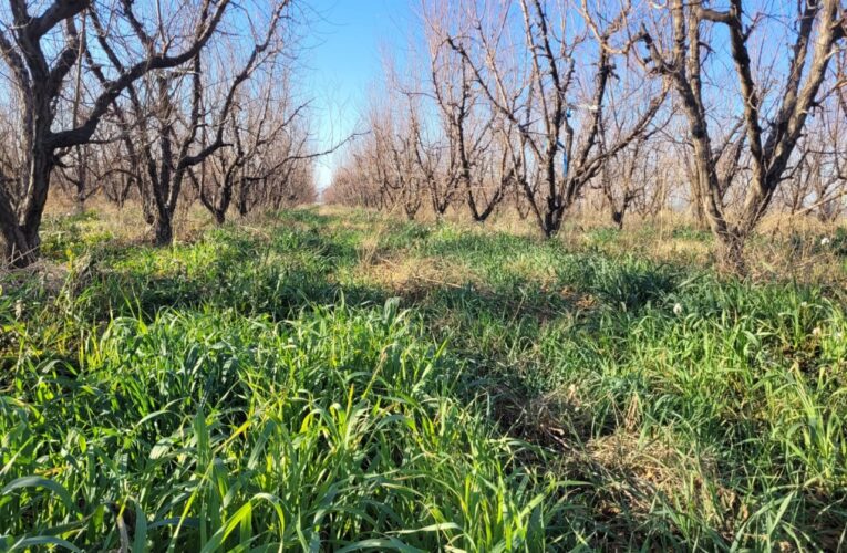 Qué es la agricultura regenerativa y qué beneficios aporta al cultivo de frutales